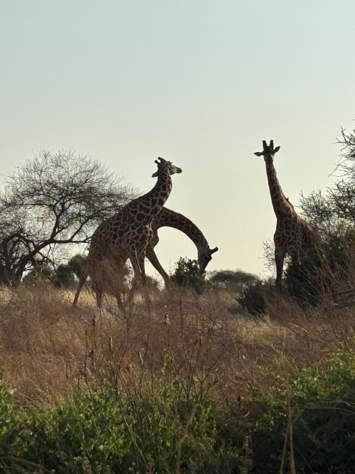 safari-2-giorni-tsavo-est